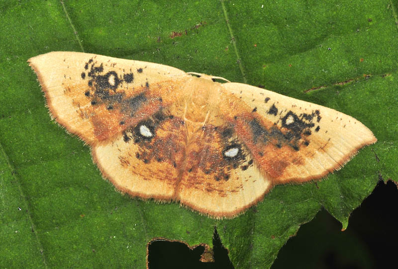 Geometridae - Cyclophora, varie